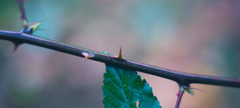 Thorn in the side