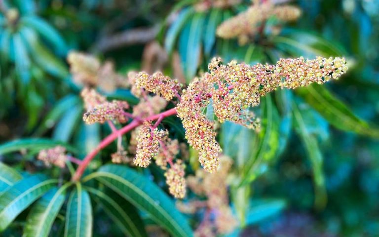 FX3-Mango-Seasons