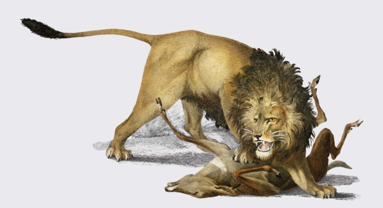 FX3-Lion-Roar
