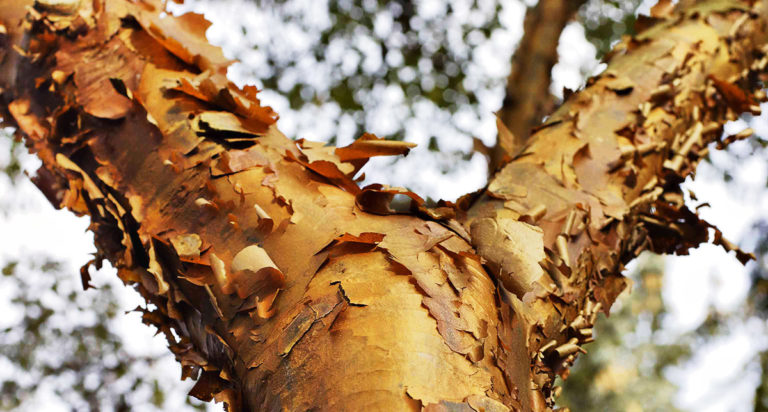 FX3-Paperbark-Maple