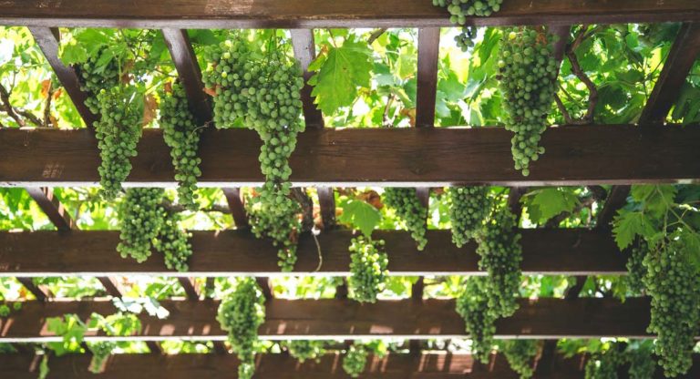 FX3-Vine