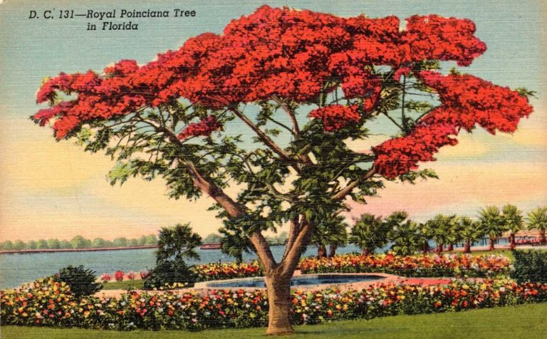 FX3-Poinciana-Tree
